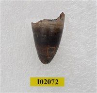 藏品(馬來長吻鱷齒化石)的圖片